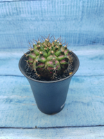 Gymnocalycium T-Rex Pink hybride (Гимнокалициум T-rex)