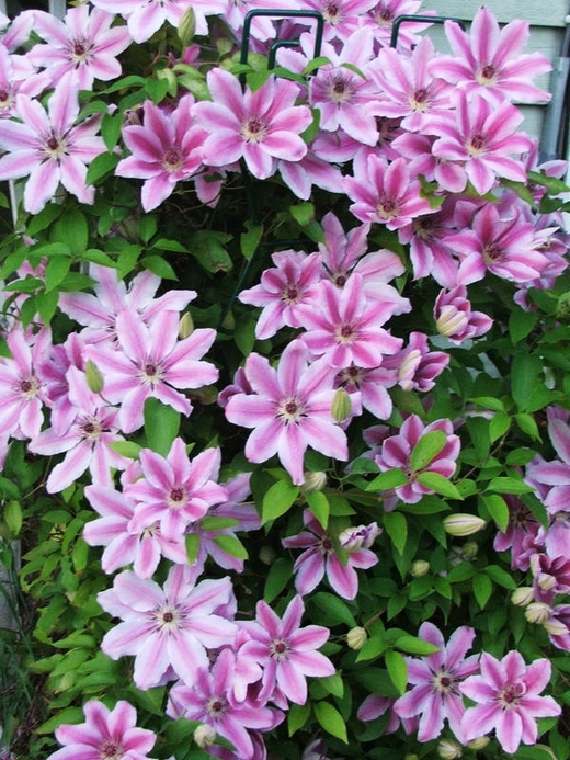 Клематис гибридный Нелли Мозер трехлетка наличие