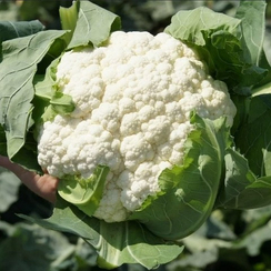 МОМЕНТУМ F1 семена капусты цветной (Seminis / Семинис)