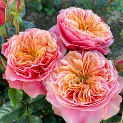 Кенсингтон Гарденс (Kensington Gardens)