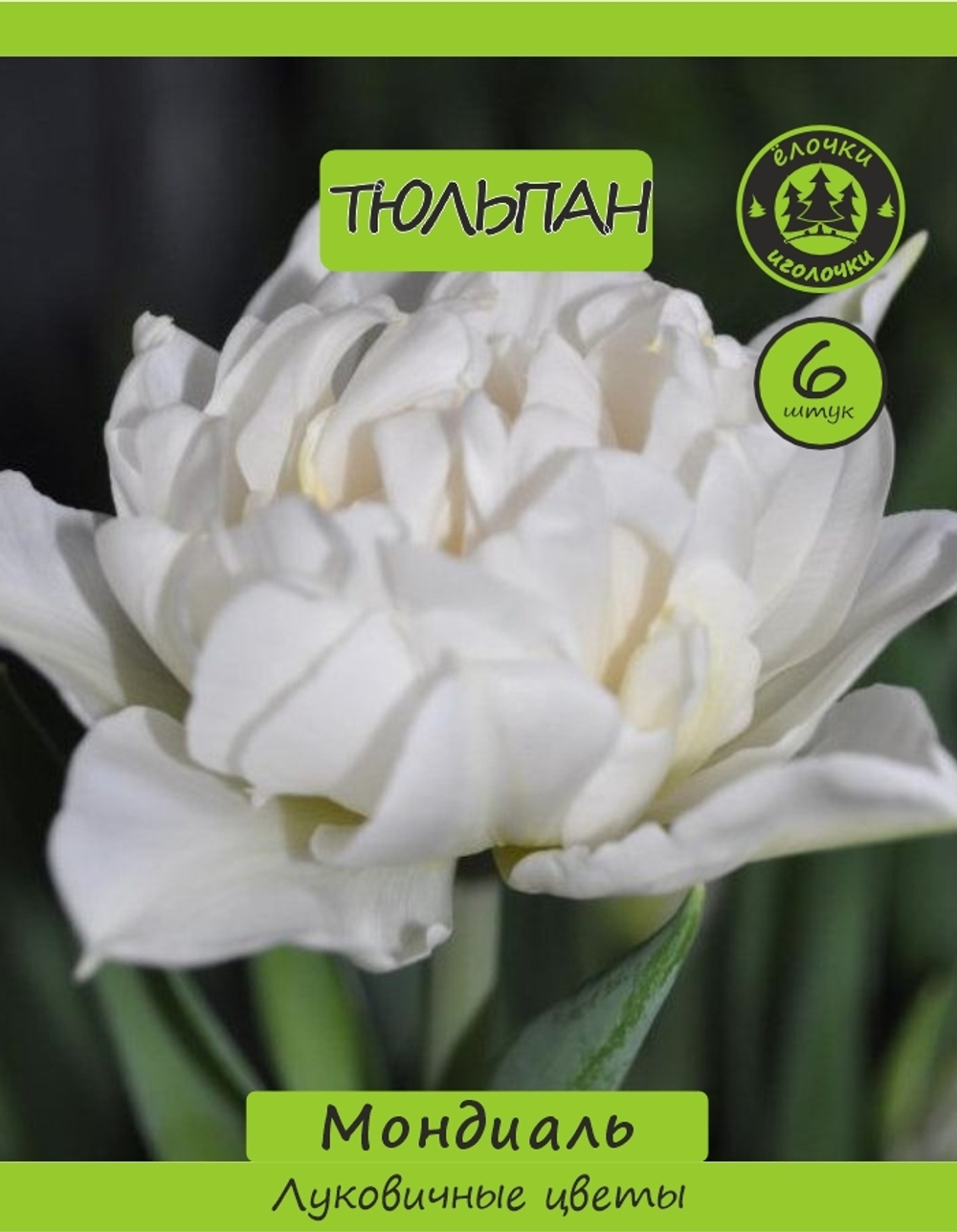 Тюльпан Луковица, Мондиаль, 6 шт