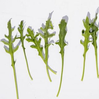 Рукола Грация  1 000 000 (семян)