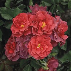 Синко Де Майо (Cinco De Mayo)