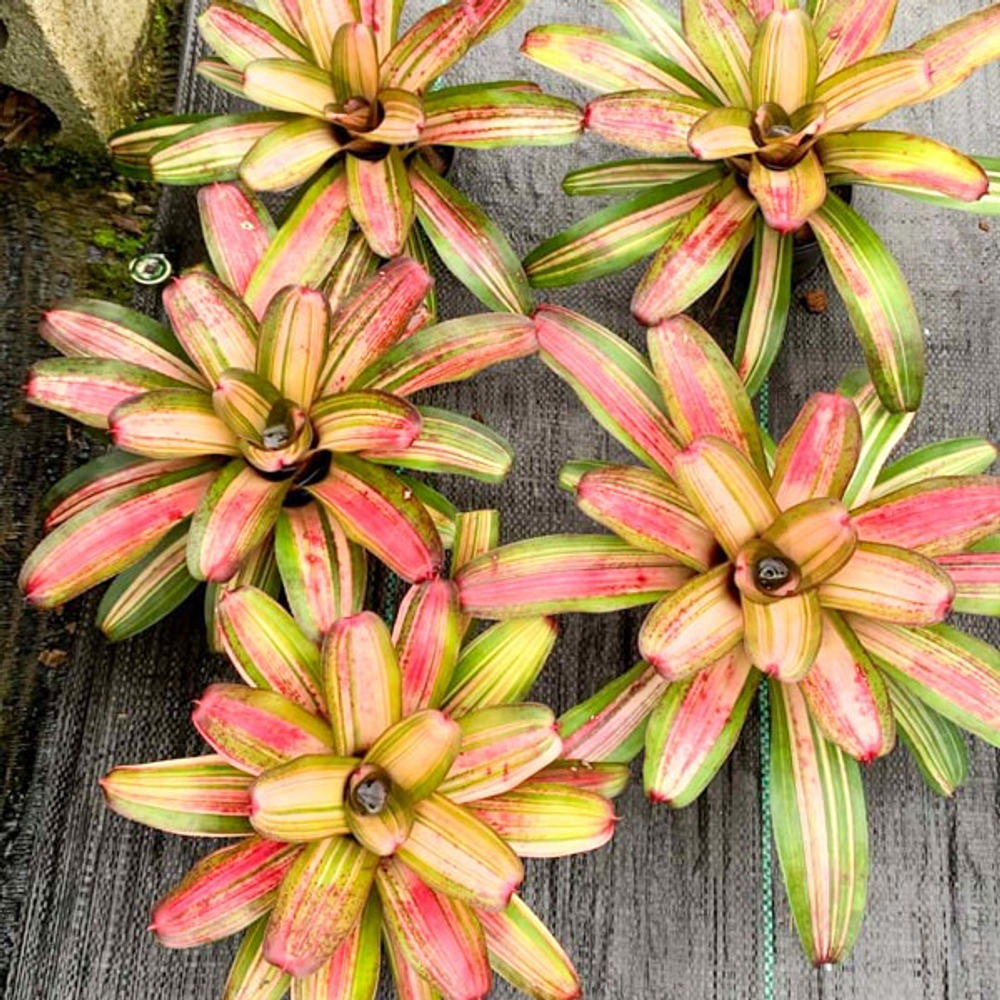 Неорегелия BABY GIRL