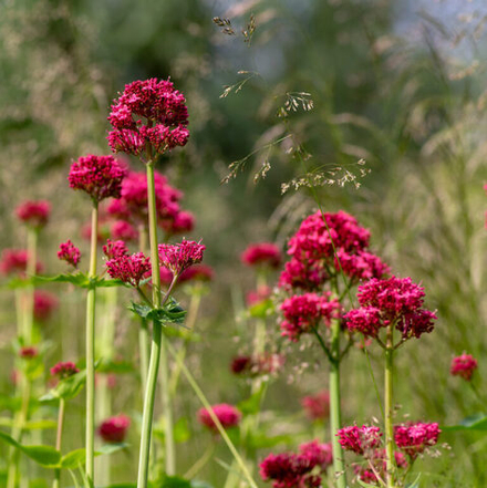 Валериана красная "Rosenrot". Centranthus ruber "Rosenrot".