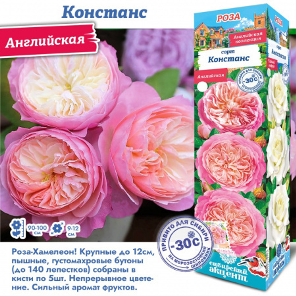 Роза Констанс (Английская)