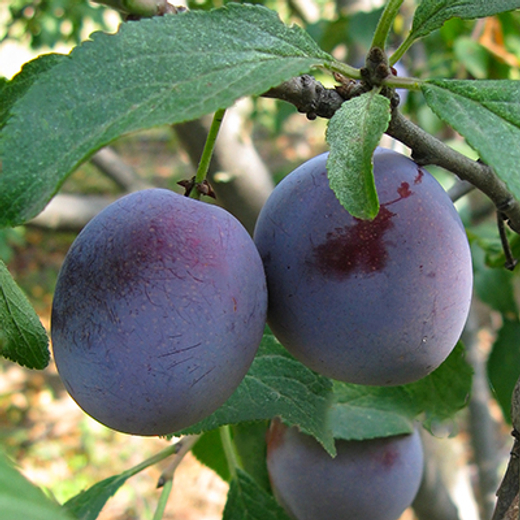 Слива Ренклод советский С5 Закупка М69 июнь 2026