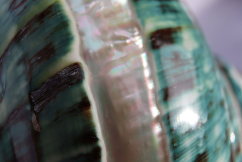 Турбо империалис полированный по спирали