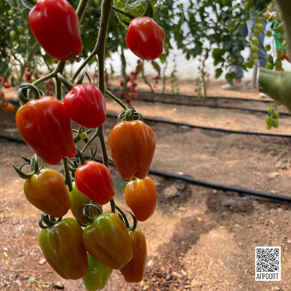 Редетто F1 семена томата индетерминантного (Rijk Zwaan / Райк Цваан) культура – фото 9
