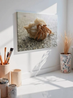 Картина на стену 40 X 50 Краб