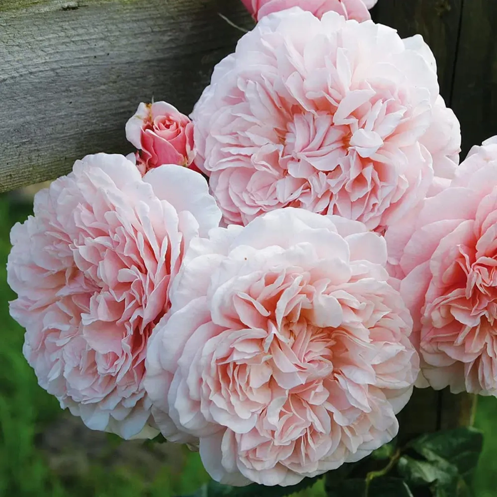 Роза Роуз Де Толбиак С7 Закупка М57 июнь 2026