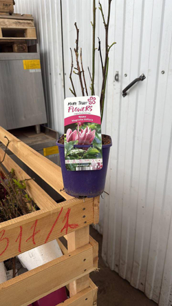 Магнолия Суланжа (без сорта) (С2) Закупка М37