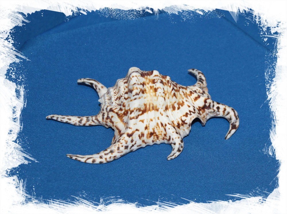 Ламбис подагрический