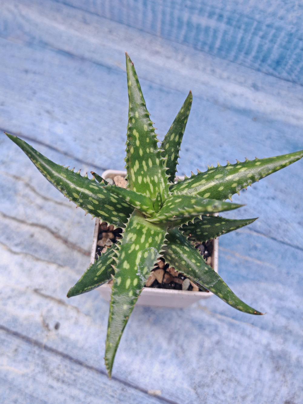 Aloe Jucunda (Алоэ)