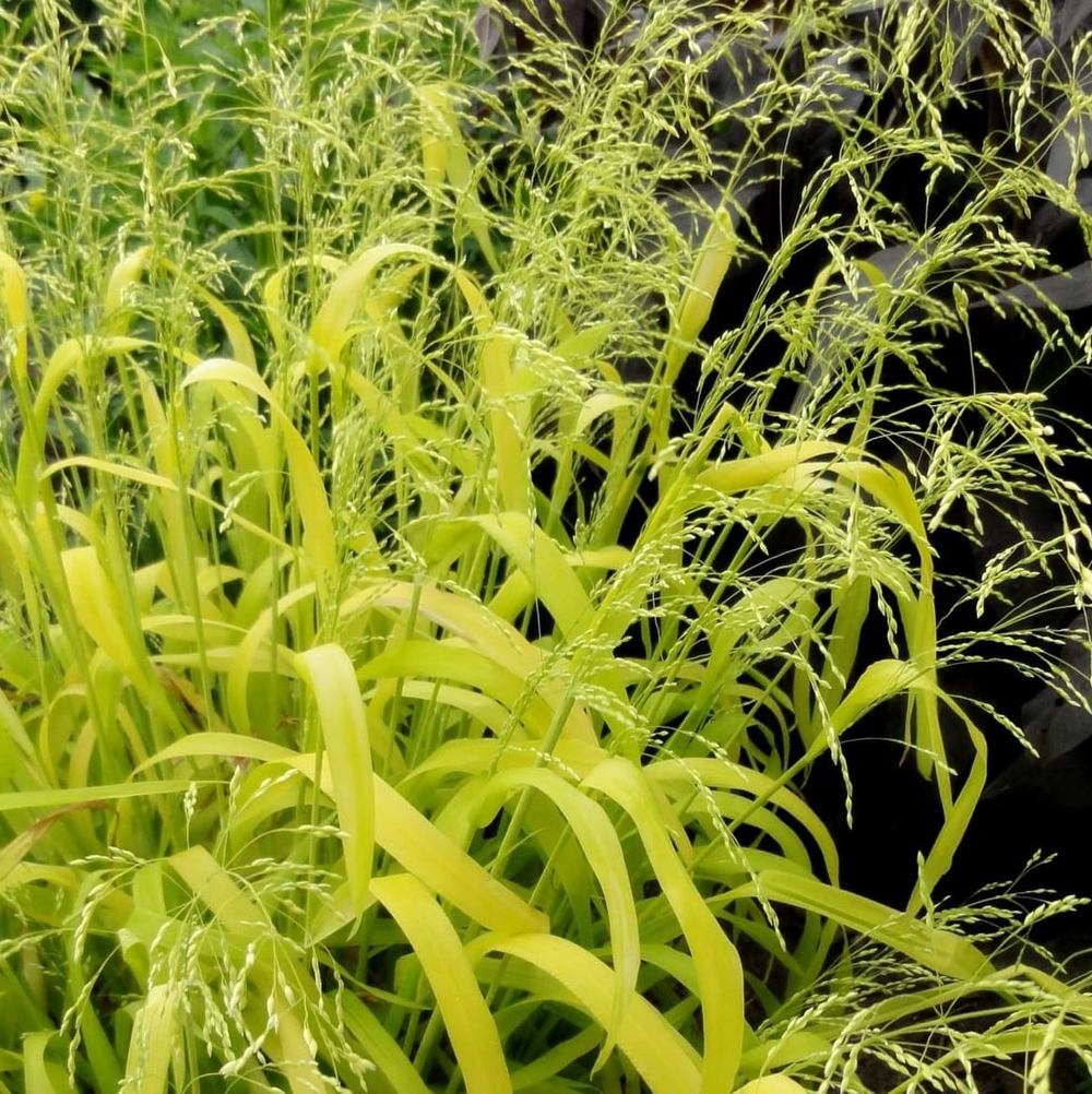 Бор развесистый "Aurea". Milium effusum "Aurea".