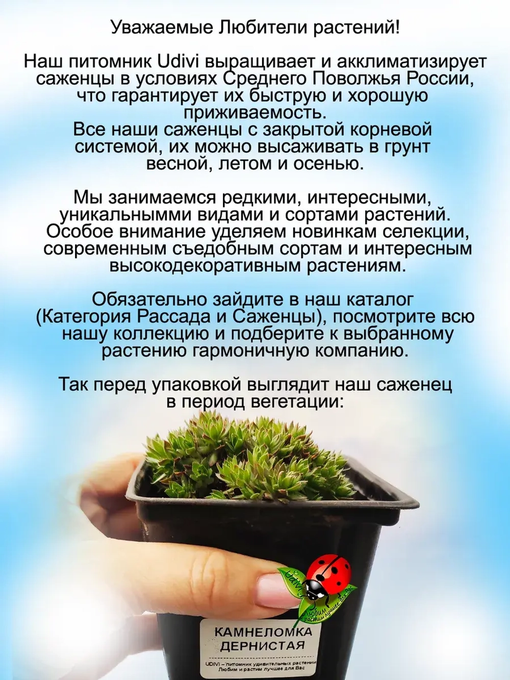 Камнеломка дернистая вечнолелёная