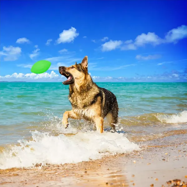 Игровой мяч-регби PitchDog SPORTBALL для апортировки 9 см, зеленый