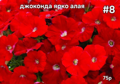 РАССАДА ПЕТУНИИ ДЖОКОНДА ЯРКО АЛАЯ № 8