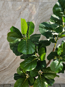 Искусственное растение Лирата зеленый 130см в кашпо