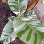 Банан вариегатный FLORIDA