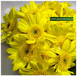 Хризантема кустовая Inga 🌼 к.49 (весна 2026г)