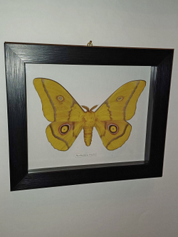 Сатурния Nudaurelia krucki в рамке