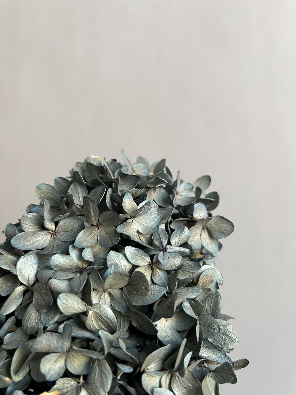 Гортензия стабилизированная черная крупнолистная