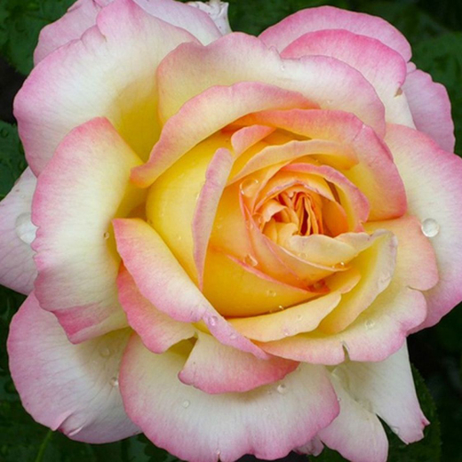 Роза Глория Дей штамб 90-100 см Закупка М17 весна 2026