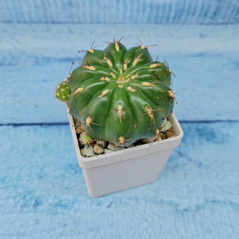 Matucana Polzii (Матукана)