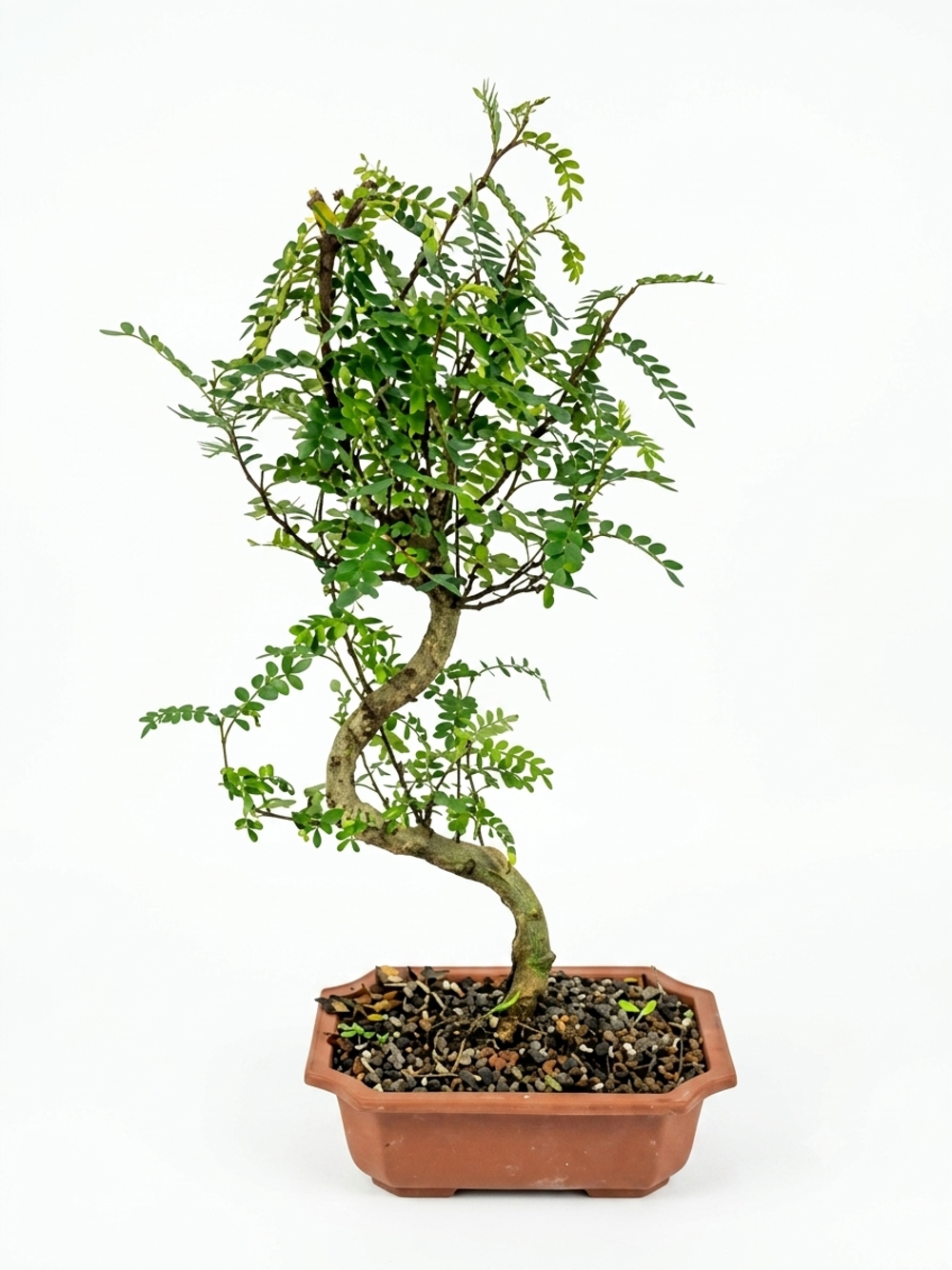 Бонсай Japanese Pepper д. 20