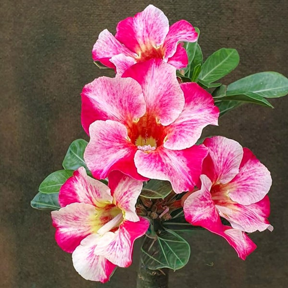 Адениум обесум 270 Đức Phát (X29)