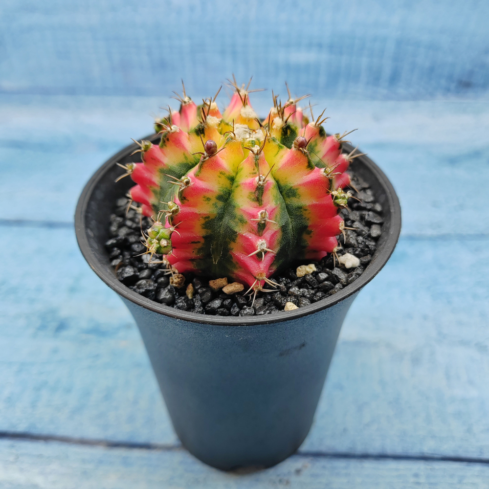 Gymnocalycium Variegata (Гимнокалициум Вариегатный)