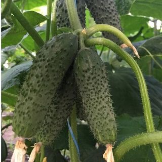 Огурец Киборг F1 10 (семян)