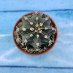 Gymnocalycium Friedrichii (Гимнокалициум)