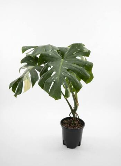 Монстера восхитительная Gold back