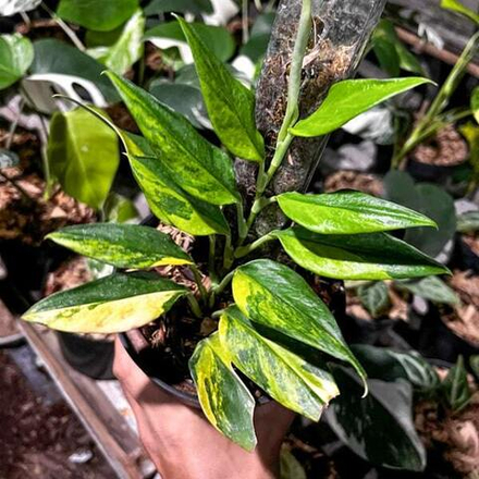 Монстера STANDLEYANA AUREA TRUBII GREEN ON GREEN