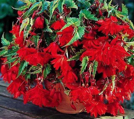 Бегония клубневая Пендула Скарлет март-апрель 26