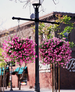 Петуния ампельная Опера Пинк Морн F1 (50др) Витагрин Профи