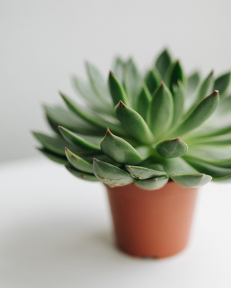 Эхеверия Агавовидная