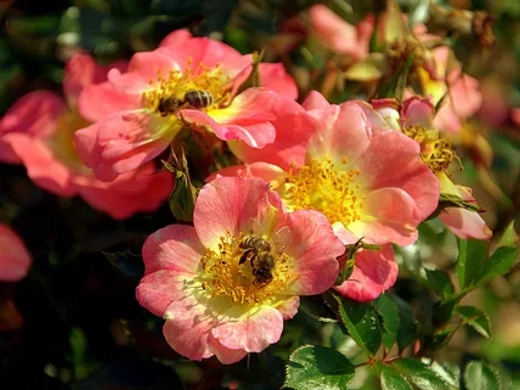 Роза Биненвайде Априкот С7 Закупка М57 июнь 2026