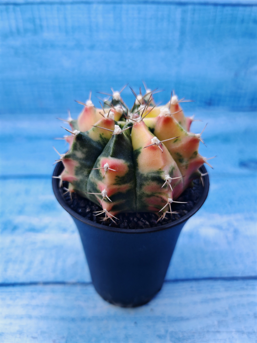 Gymnocalycium Variegata (Гимнокалициум Вариегатный)
