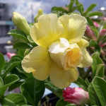 Адениум обесум 098 Pretty Lady