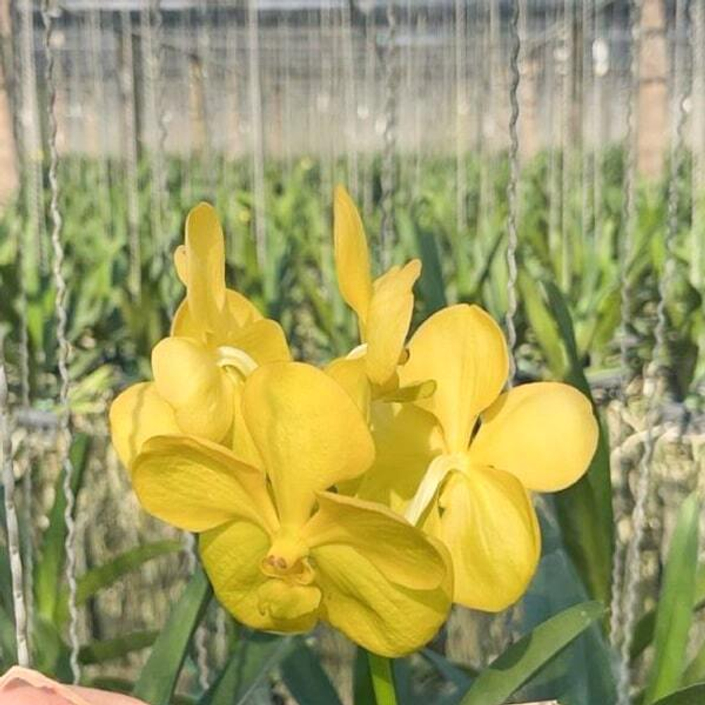 Ванда V PURE YELLOW #45