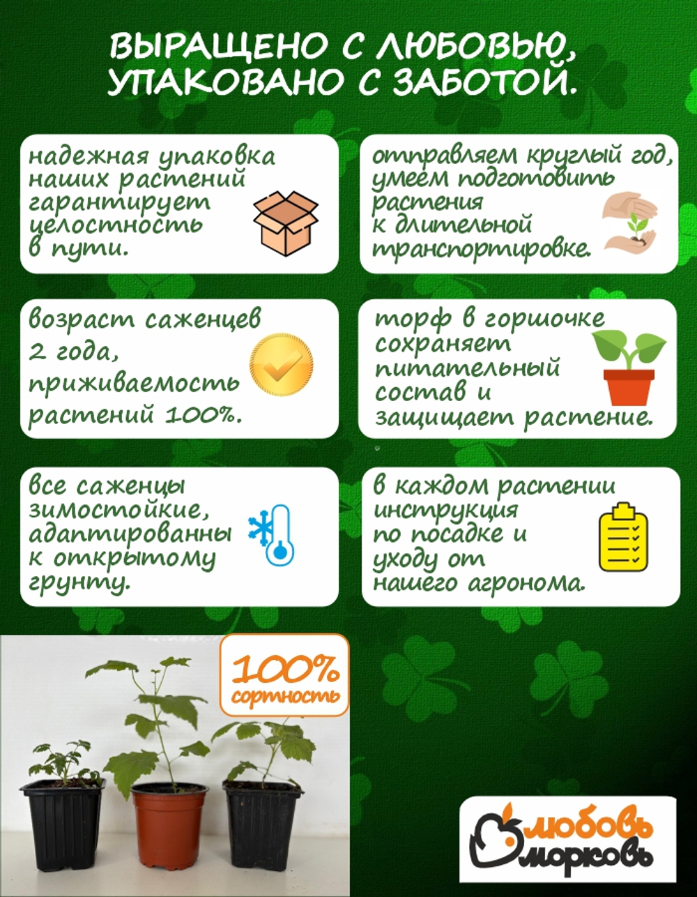Саженец, Спирея, Иволистная