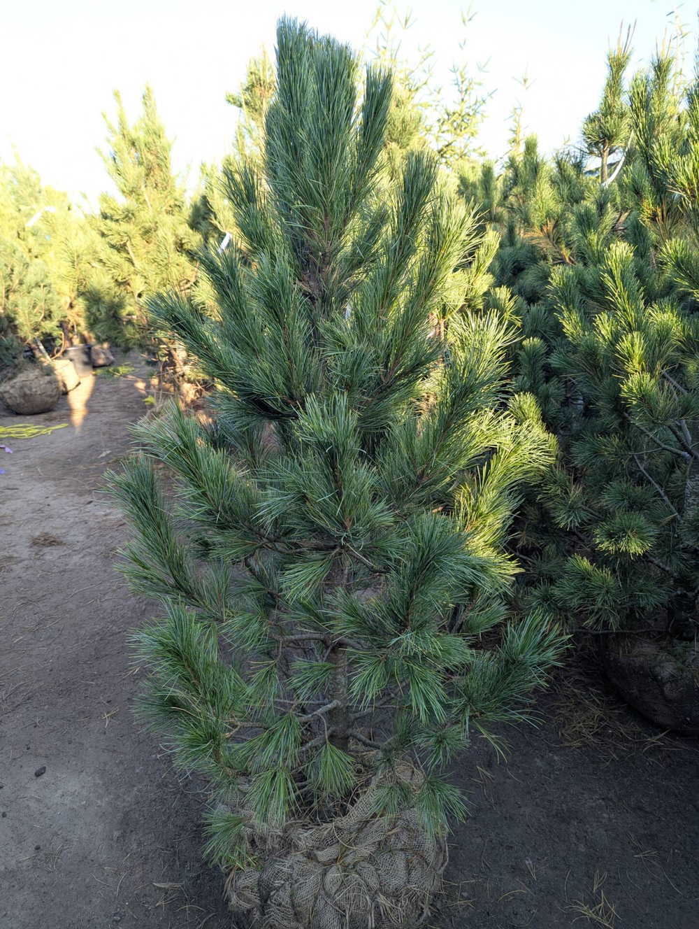 Сосна кедровая европейская (ком) 100-120