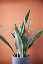 Сансевиерия Муншайн купить