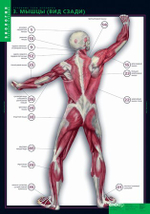 Комплект таблиц "Строение тела человека" (10табл.+ 80 карт.)
