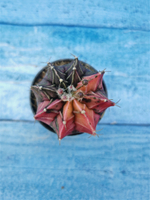 Gymnocalycium Variegata (Гимнокалициум Вариегатный)