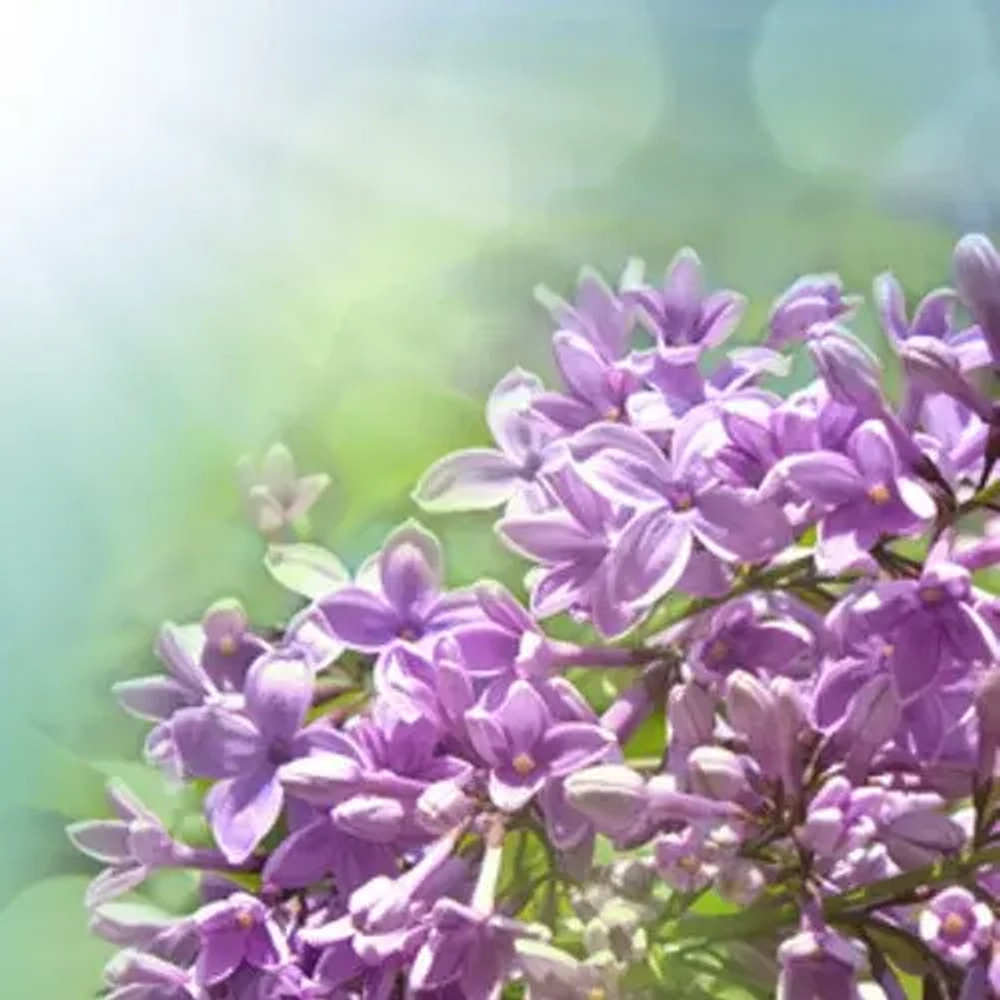 Отдушка TFC - Сирень из сада (Garden Lilac)