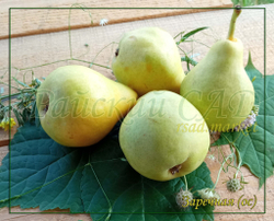 Груша Заречная (Компактная)